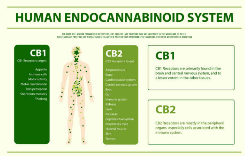 WHAT ARE THE BENEFITS OF CBD OIL